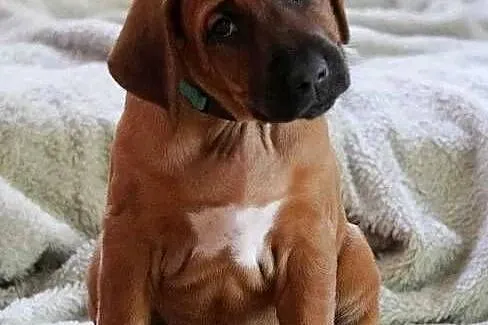 Rhodesian Ridgeback, szczenię wystawowe suczka ZKwP KIBANDA, Łódzkie, Dłutów