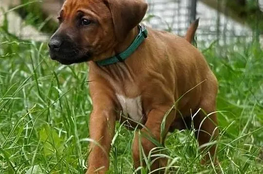 Rhodesian Ridgeback, szczenię wystawowe suczka ZKwP KIBANDA, Łódzkie, Dłutów