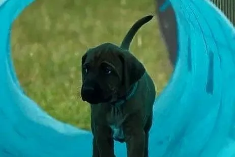 Rhodesian Ridgeback, szczenię wystawowe suczka ZKwP KIBANDA, Łódzkie, Dłutów