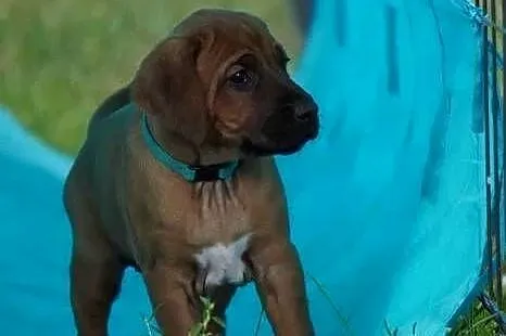 Rhodesian Ridgeback, szczenię wystawowe suczka ZKwP KIBANDA, Łódzkie, Dłutów