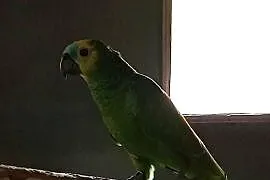 Sprzedam Amazonki Niebieskoczelne