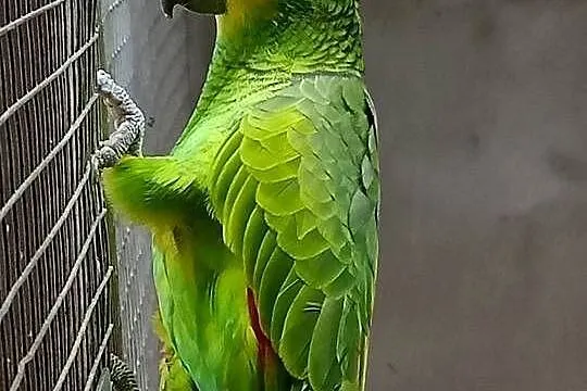 Sprzedam Amazonki Niebieskoczelne, Wielkopolskie, Kokorzyn