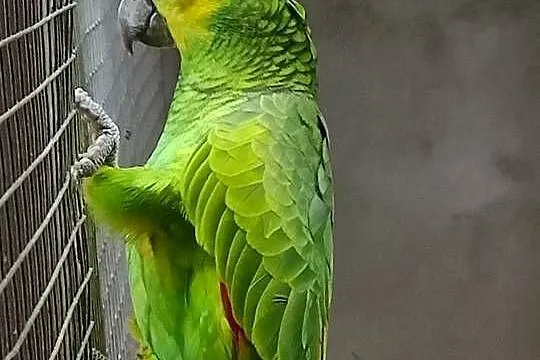 Sprzedam Amazonki Niebieskoczelne, Wielkopolskie, Kokorzyn