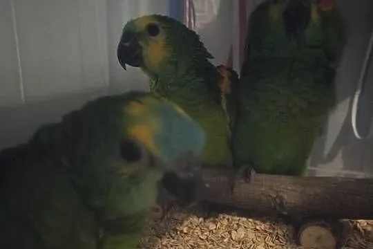 Sprzedam Amazonki Niebieskoczelne, Wielkopolskie, Kokorzyn