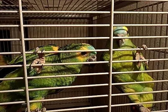 Sprzedam Amazonki Niebieskoczelne, Wielkopolskie, Kokorzyn