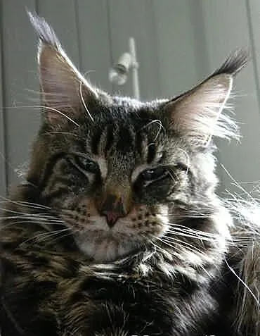 Maine Coon kocięta Mefisto's Heart*PL