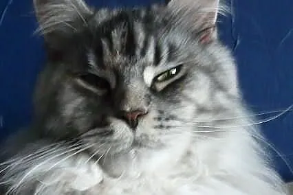 Maine Coon kocięta Mefisto's Heart*PL
