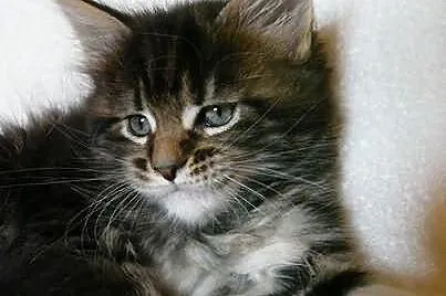 Maine Coon kocięta Mefisto's Heart*PL