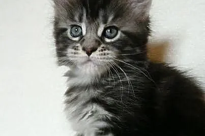 Maine Coon kocięta Mefisto's Heart*PL
