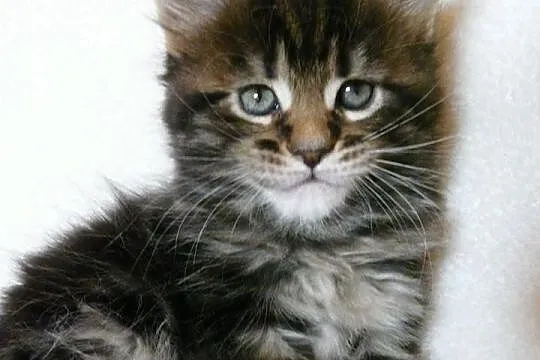 Maine Coon kocięta Mefisto's Heart*PL