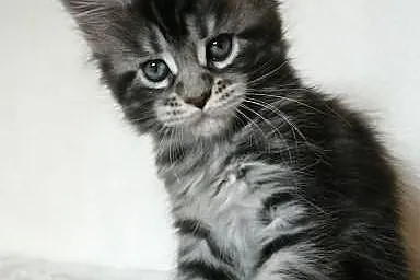 Maine Coon kocięta Mefisto's Heart*PL