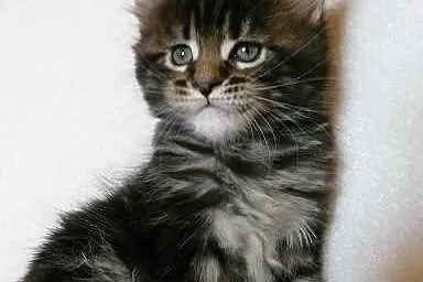 Maine Coon kocięta Mefisto's Heart*PL