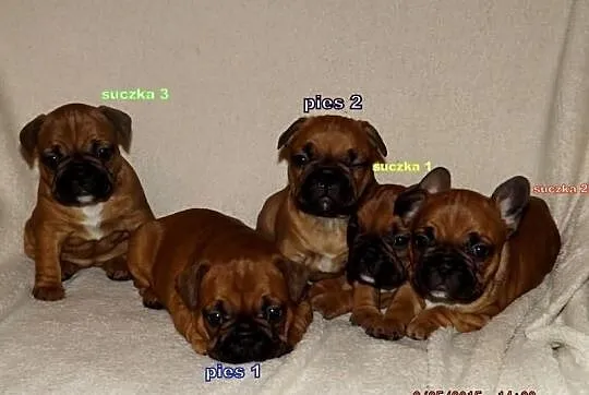 Buldog francuski szczeniaczki