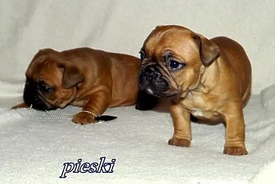 Buldog francuski szczeniaczki