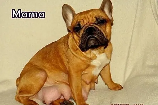 Buldog francuski szczeniaczki