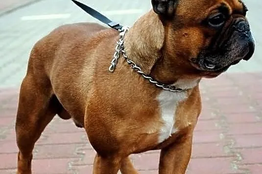 Buldog francuski szczeniaczki