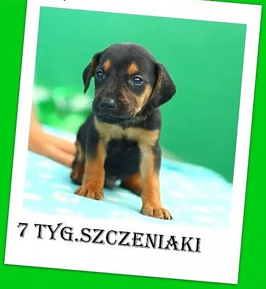 7 tyg.szczeniaki,mieszańce,duże docelowo,owczarek