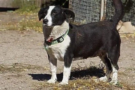 Jogobella super sunia szuka domu,  łódzkie Łódź