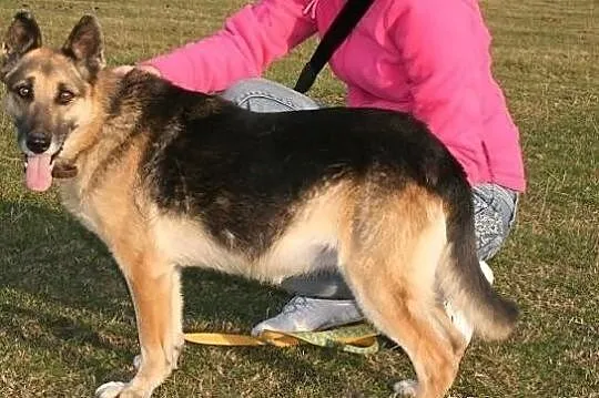 Hera. Ostatnia szansa na dom dla starszej wilczurk