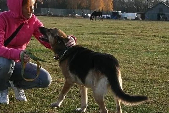 Hera. Ostatnia szansa na dom dla starszej wilczurk
