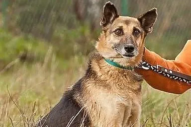 Hera. Ostatnia szansa na dom dla starszej wilczurk