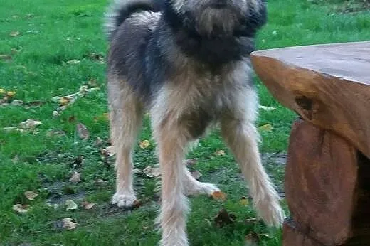 Scooby w typie teriera,  małopolskie Tarnów
