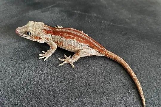 Gekon gargulcowy red stripe Rhacodactylus auriculatus samica, Śląskie, Częstochowa