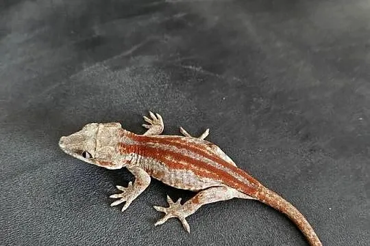 Gekon gargulcowy red stripe Rhacodactylus auriculatus samica, Śląskie, Częstochowa