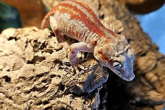 Gekon gargulcowy red stripe Rhacodactylus auriculatus samica, Śląskie, Częstochowa