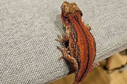 Gekon gargulcowy red stripe Rhacodactylus auriculatus samica, Śląskie, Częstochowa