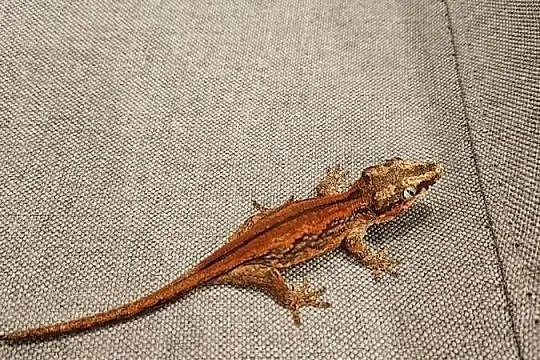 Gekon gargulcowy red stripe Rhacodactylus auriculatus samica, Śląskie, Częstochowa