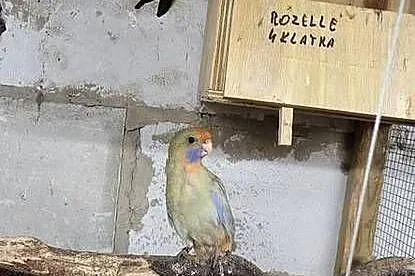 Rozelle rozella, Łódzkie, Gorzędów