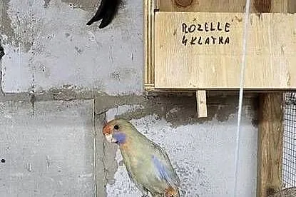 Rozelle rozella, Łódzkie, Gorzędów