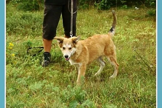 9 miesięczna średnia ruda suczka LEOSIA,energiczna_Adopcja