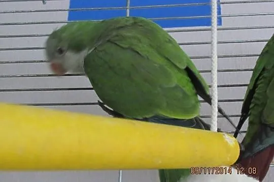 Mnicha
