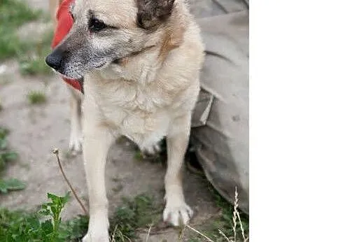 Tosia piekna sunia do pokochania od zaraz,  Kundel