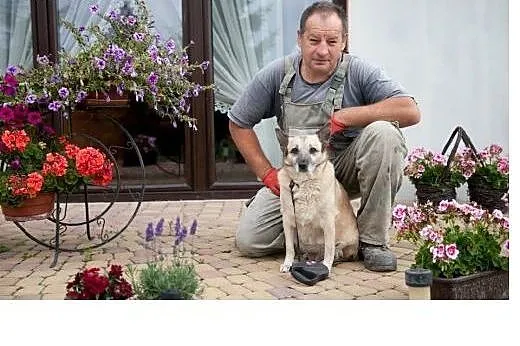 Tosia piekna sunia do pokochania od zaraz,  Kundel