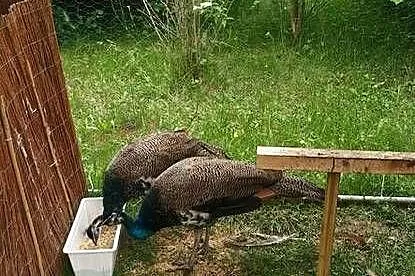 Pawie szmaragdowe, Lubuskie, Gorzów Wielkopolski