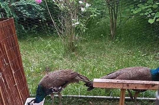 Pawie szmaragdowe, Lubuskie, Gorzów Wielkopolski