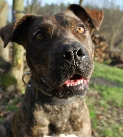 Sonia – mix amstaff / molos –