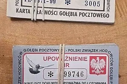 Karty własności Gołębi pocztowych, Lubuskie, Gorzów Wielkopolski