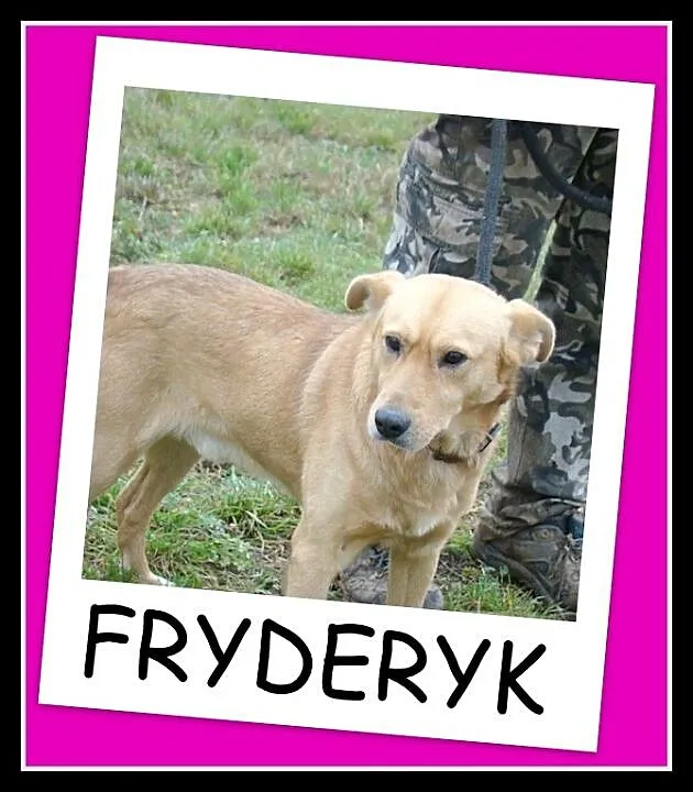 FRYDERYK- młody, łagodny, towarzyski pies, waga 17