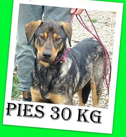 ADOPCJA,bardzo żywiołowy,dla aktywnych,mix ogar,pi