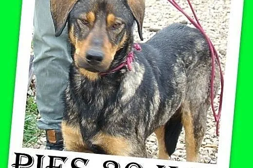 ADOPCJA,bardzo żywiołowy,dla aktywnych,mix ogar,pi