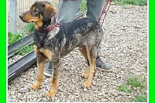 ADOPCJA,bardzo żywiołowy,dla aktywnych,mix ogar,pi