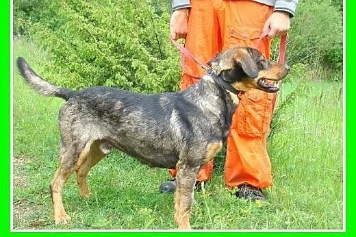 ADOPCJA,bardzo żywiołowy,dla aktywnych,mix ogar,pi