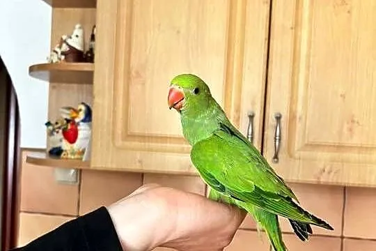Papugi aleksandretty, Podkarpackie, Łańcut