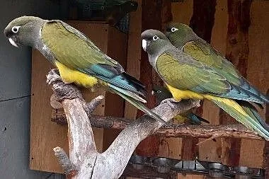 Patagonka papuga , Czarne Dolne