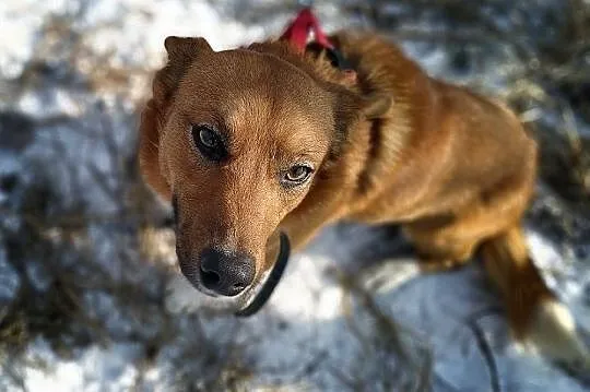 TOLEK,1,5roku,młody,mały,łagodny,szczepiony piesek.ADOPCJA, Łódzkie, Łódź