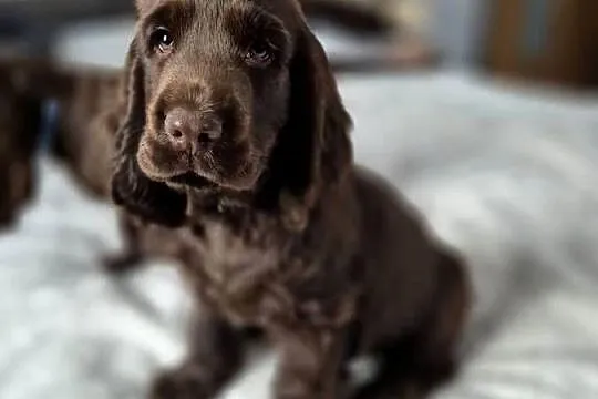 Cocker Spaniel Angielski